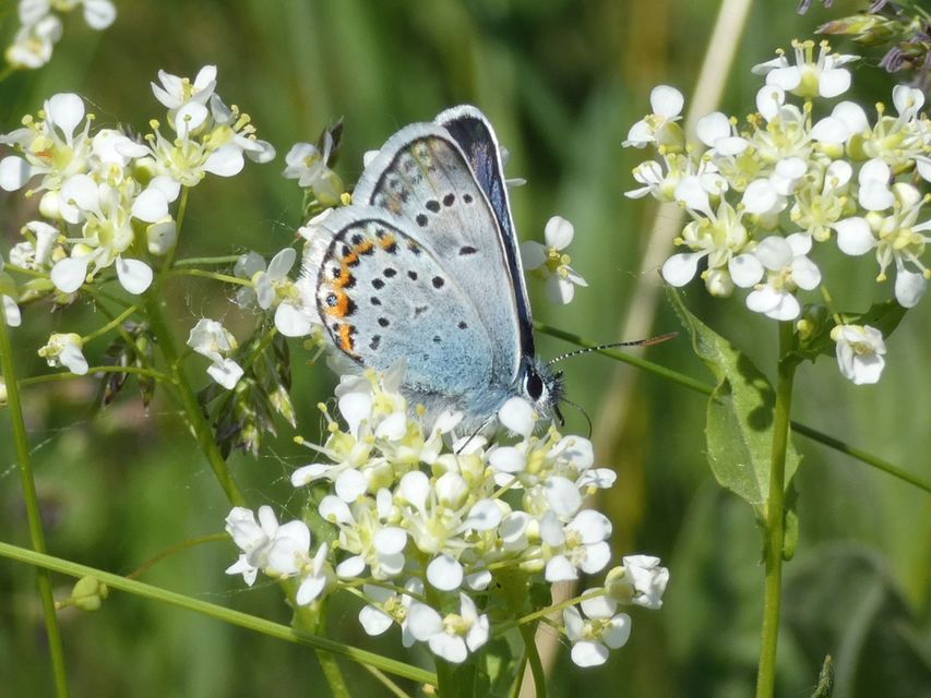 Plebejus argus - ezüstös boglárka