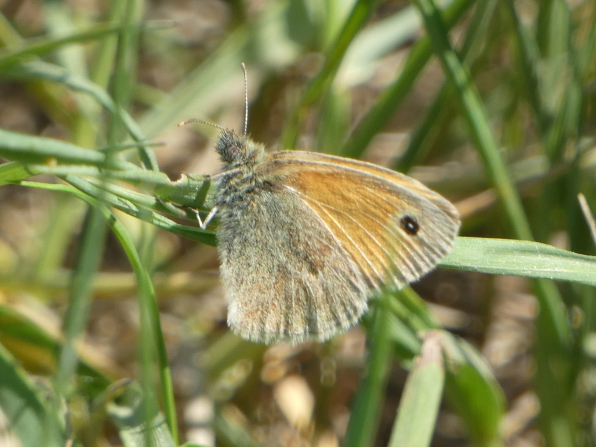 Coenonympha pamphilus - kis szénalepke