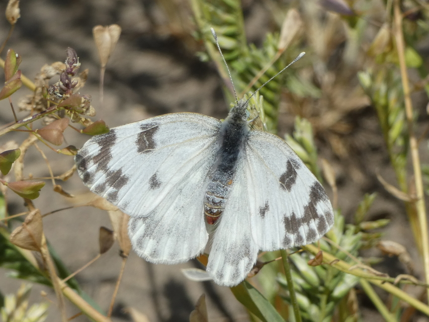 Pontia edusa - rezedalepke