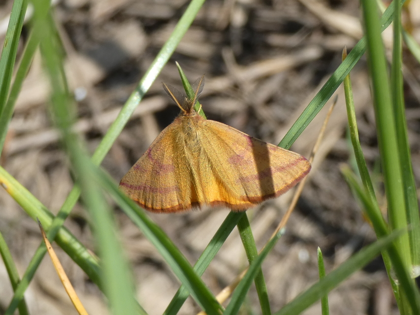 Lythria purpuraria - bíborsávos araszoló