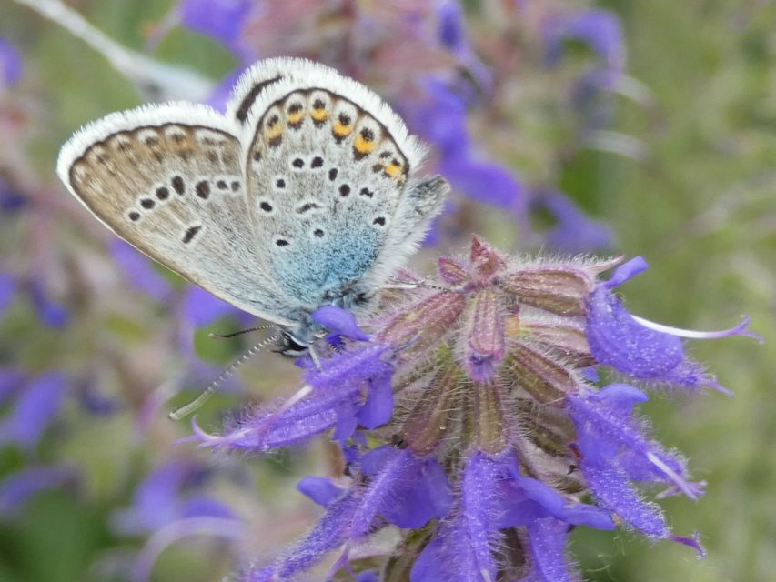 Plebejus argus - ezüstös boglárka