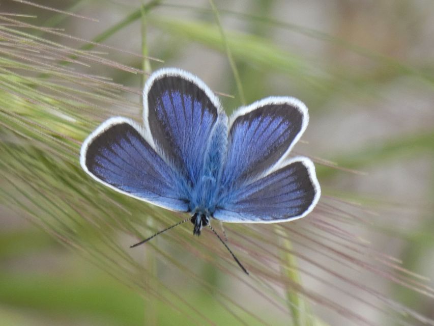 Plebejus argus - ezüstös boglárka