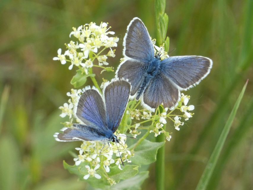 Plebejus argus - ezüstös boglárka