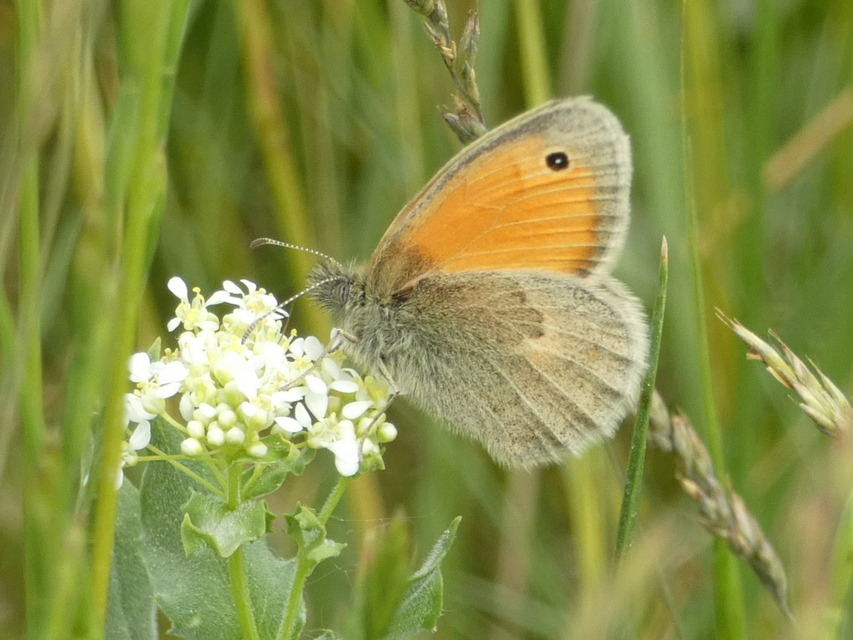 Coenonympha pamphilus - kis szénalepke
