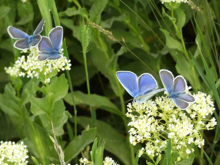 Polyommatus icarus - közönséges boglárka