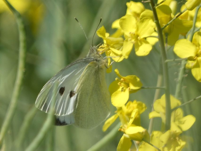 Pieris brassicae - káposztalepke
