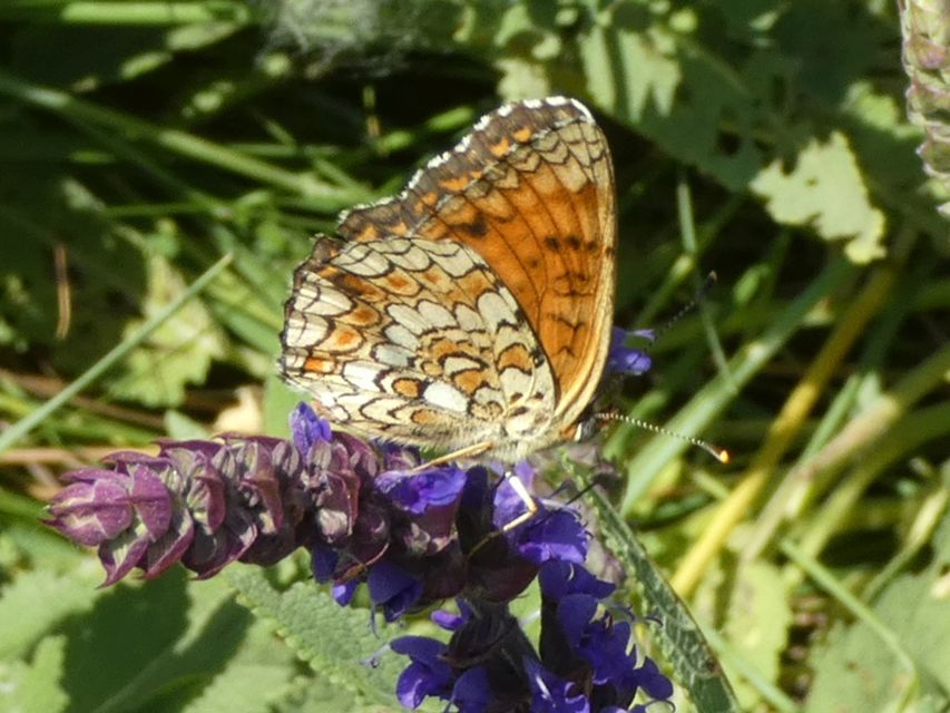 Melitaea phoebe - nagy tarkalepke