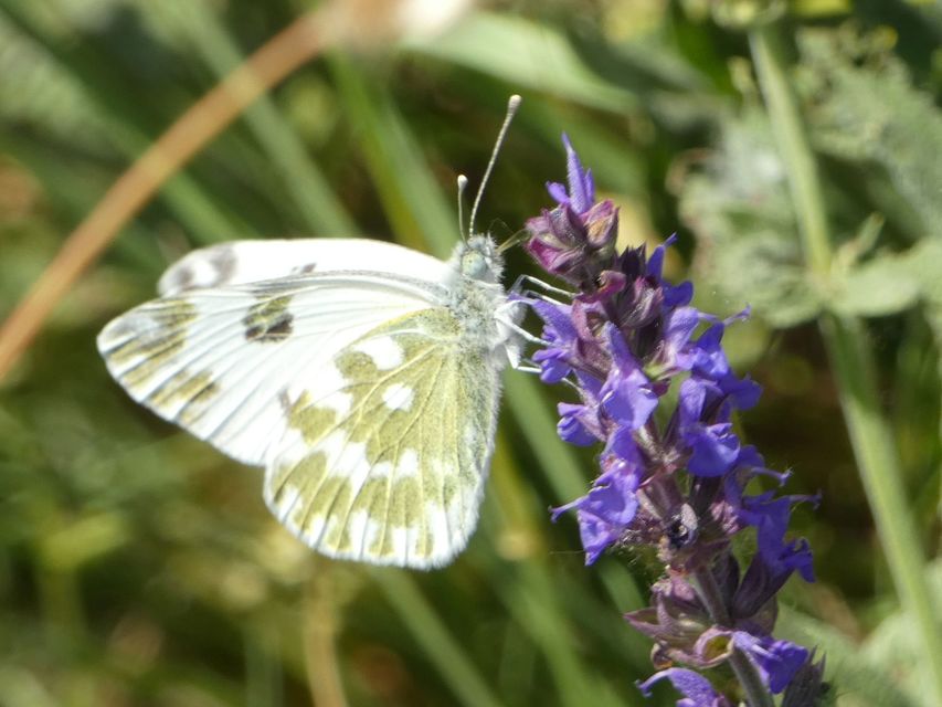 Pontia edusa - rezedalepke