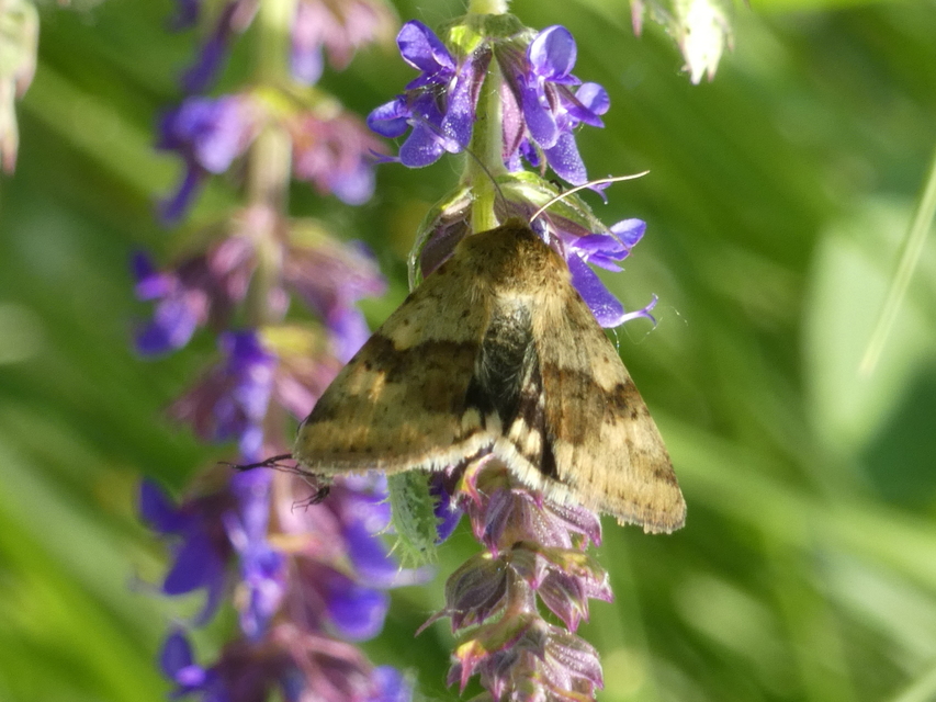 Heliothis viriplaca - mácsonyabagoly