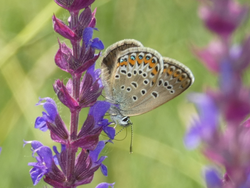 Plebejus argus - ezüstös boglárka