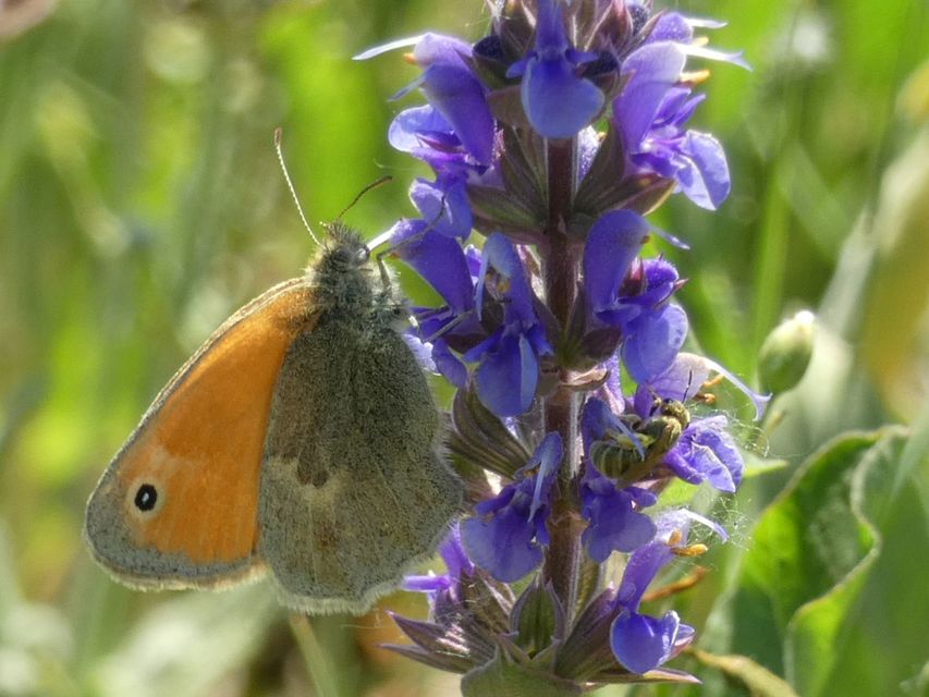 Coenonympha pamphilus - kis szénalepke