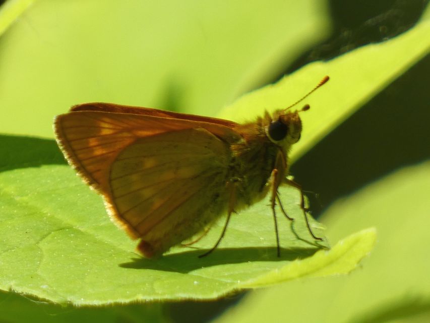 Ochlodes sylvanus - erdei busalepke