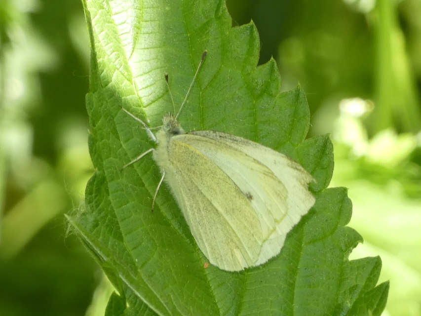 Pieris rapae - répalepke