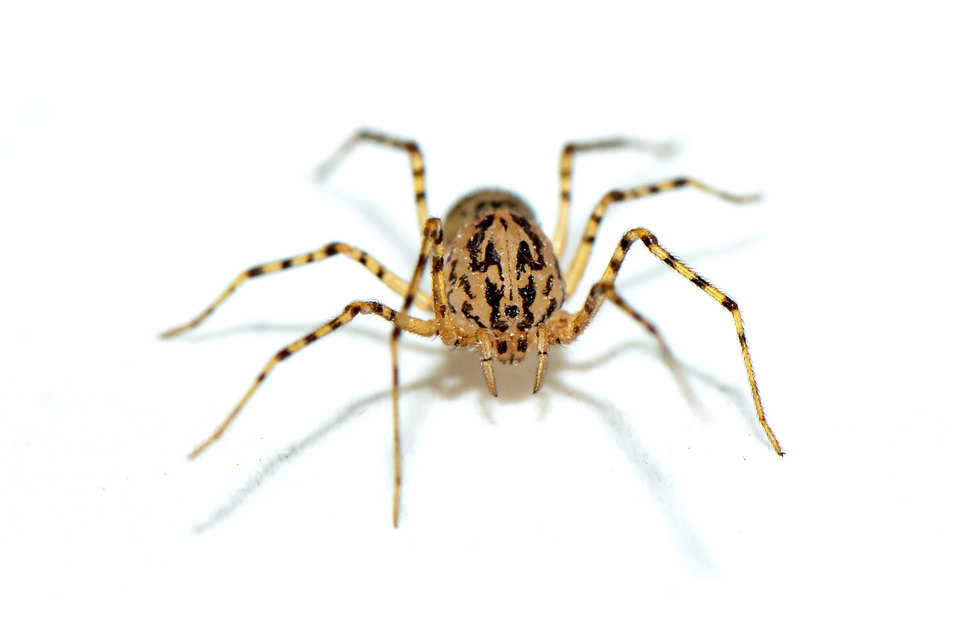 Scytodes thoracica - közönséges csupaszpók