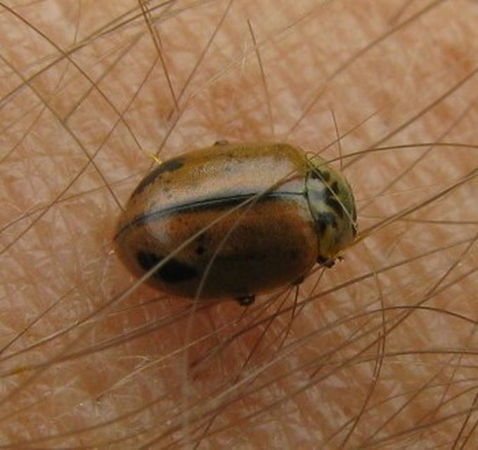 Aphidecta obliterata - sárga katica