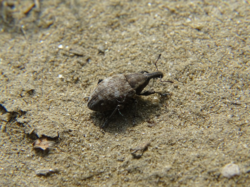 Lepyrus capucinus - pettyes fűzormányos