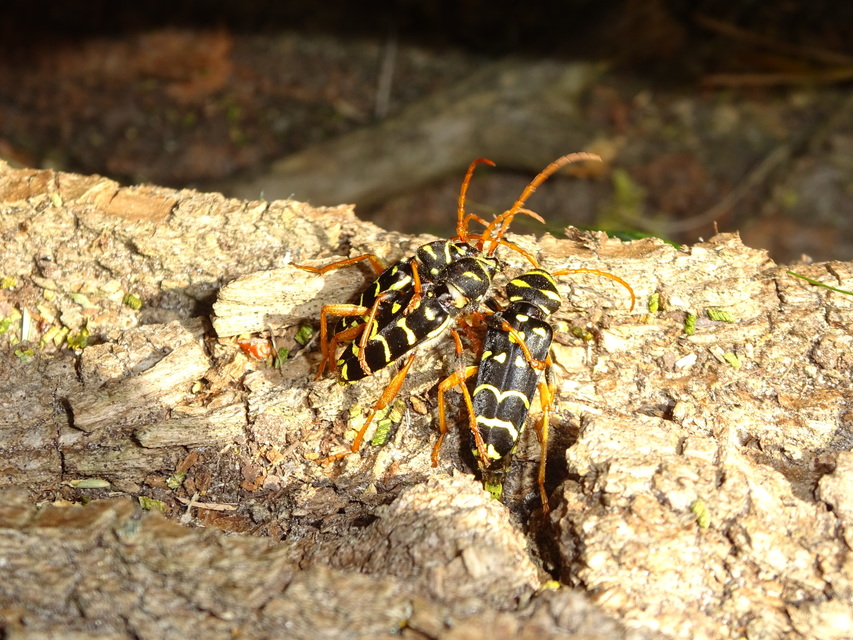 Plagionotus arcuatus - bársonyos darázscincér
