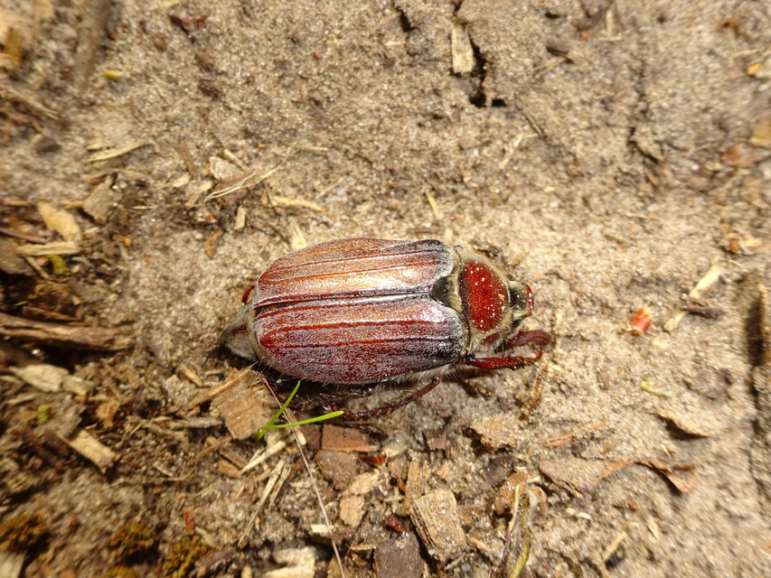 Melolontha hippocastani - erdei cserebogár
