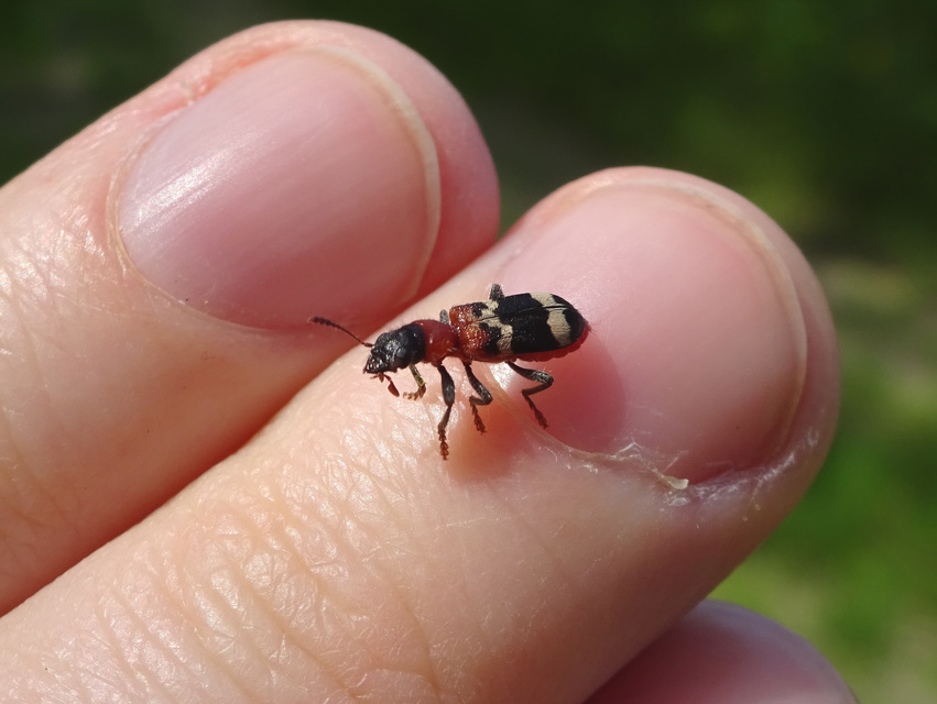 Thanasimus formicarius - vörösnyakú szúfarkas