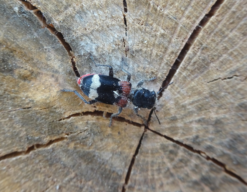 Clerus mutillarius - feketenyakú szúfarkas