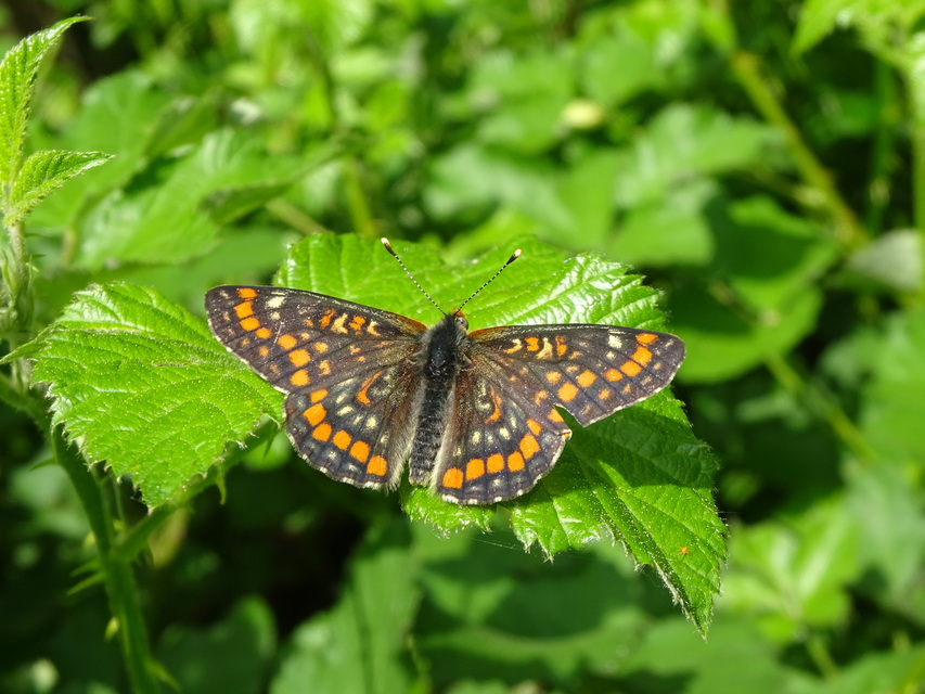 Euphydryas maturna - díszes tarkalepke