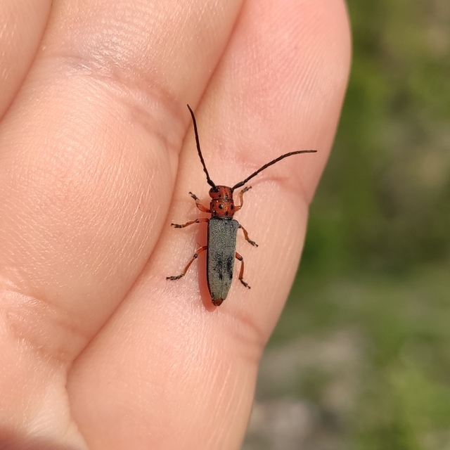 Phytoecia argus - árgusszemű cincér