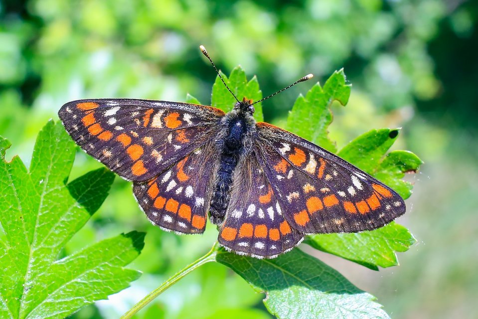 Euphydryas maturna - díszes tarkalepke