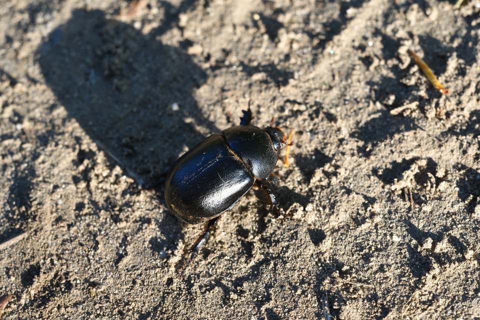 Pentodon idiota - butabogár