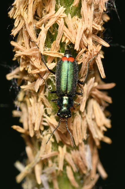 Malachius bipustulatus - kétfoltos bibircsesbogár