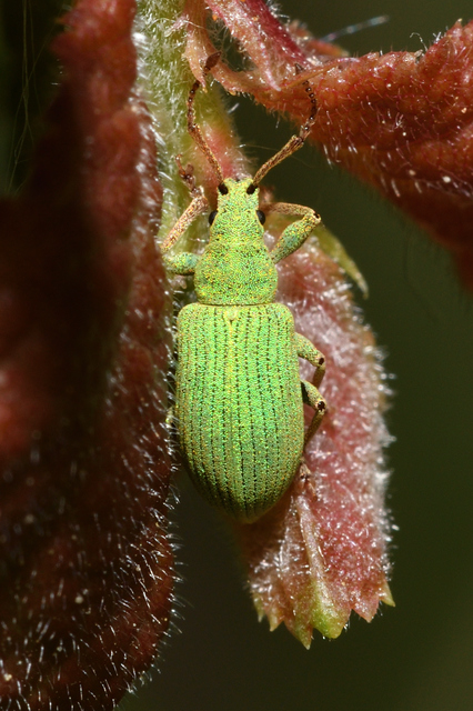 Phyllobius virideaeris - halványzöld levélormányos
