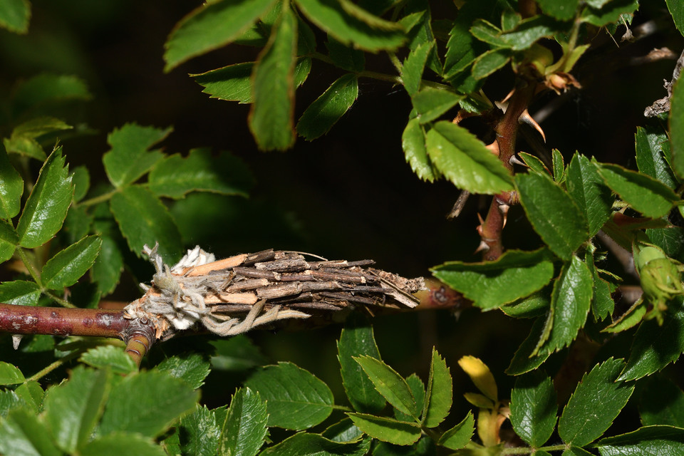 Acanthopsyche atra - fekete zsákhordólepke