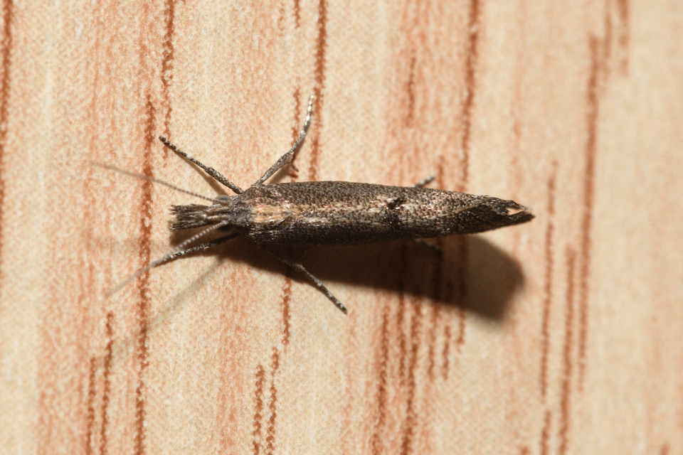 Ypsolopha chazariella - juharfonó tarkamoly