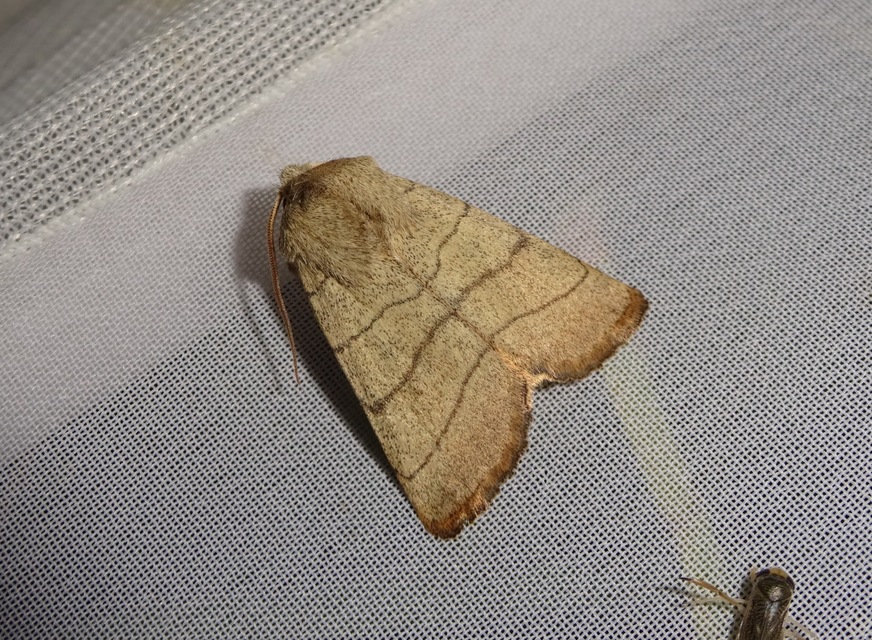 Charanyca trigrammica - háromsávos lombbagoly