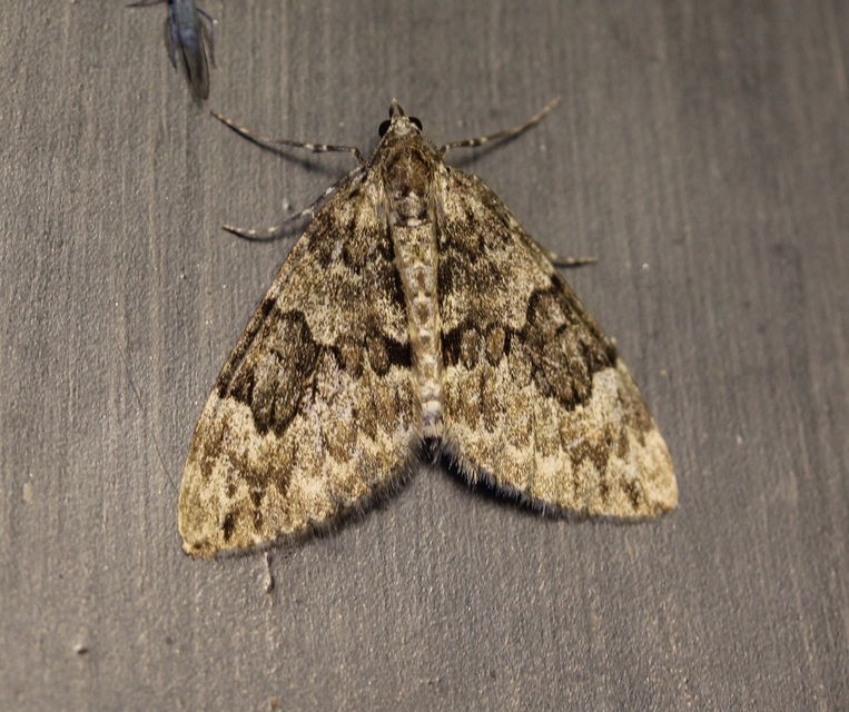 Thera variata/britannica
