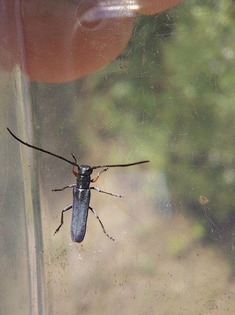 Phytoecia cylindrica - medvelapucincér