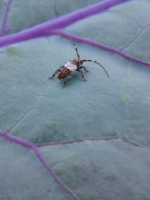 Pogonocherus hispidulus - négytövises ecsetcincér