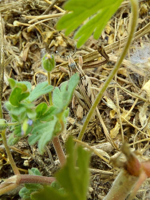 Coniocleonus nigrosuturatus - nyíljegyes barkó