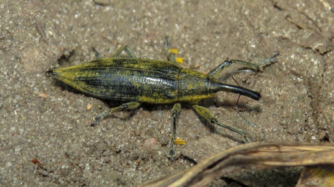 Lixus iridis - bürökfúró dudvabarkó