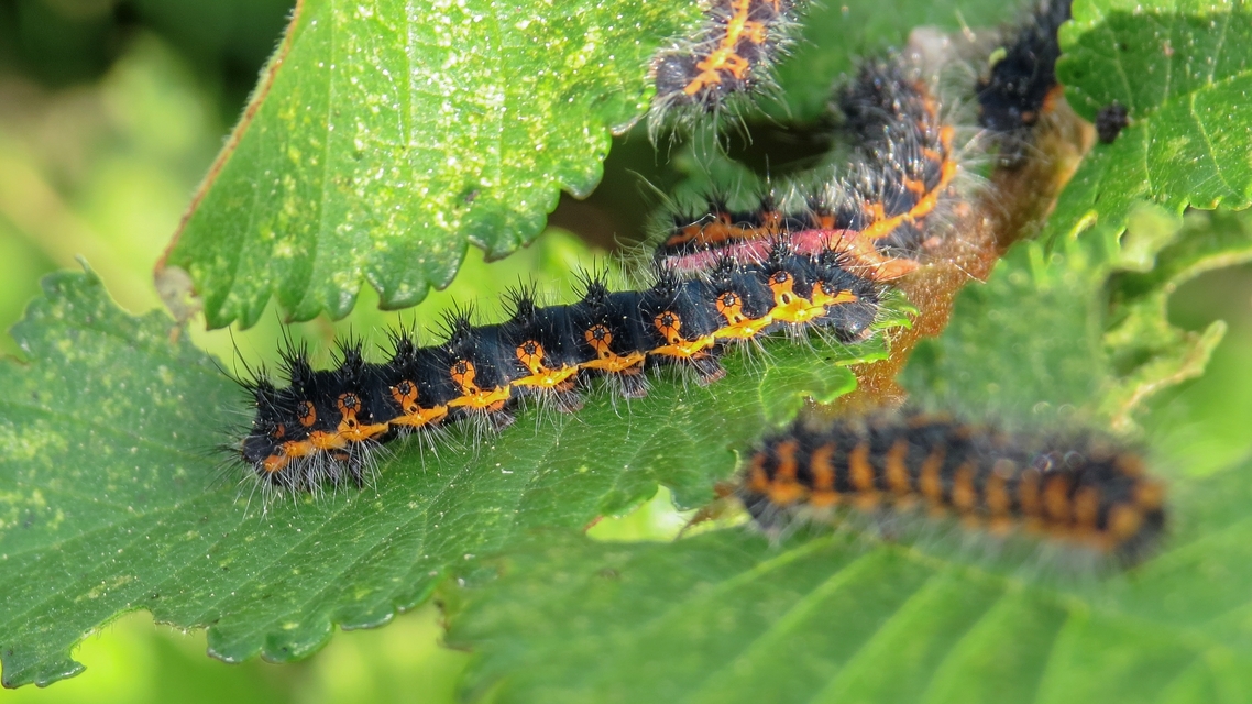 Saturnia pavoniella/pavonia