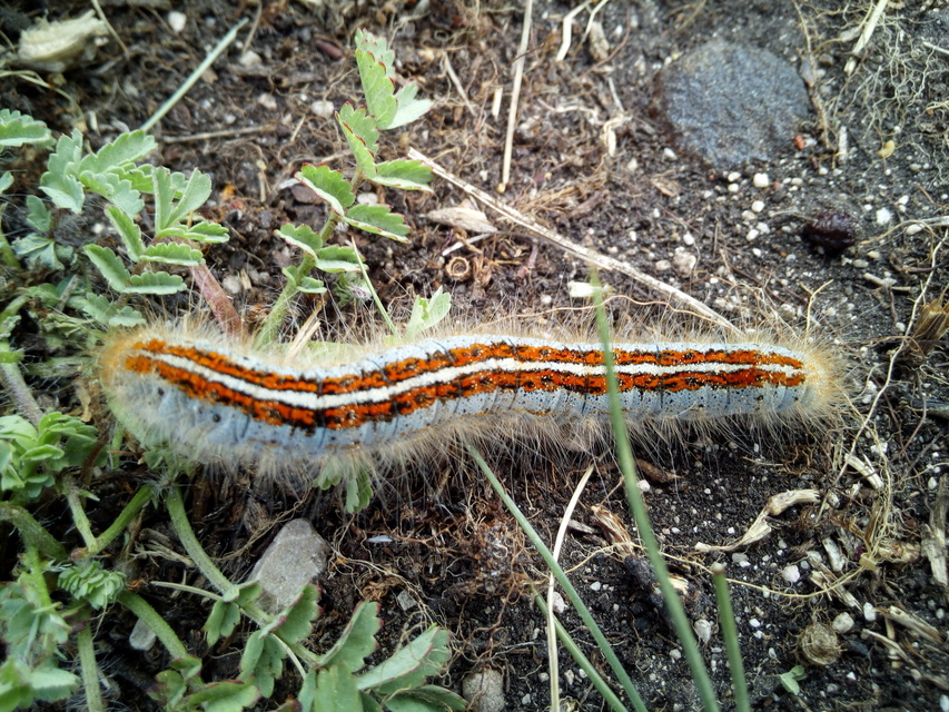 Malacosoma castrensis - kutyatejszövő