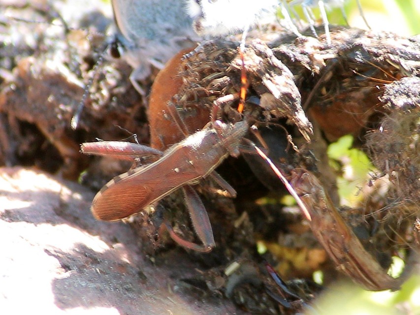 Camptopus lateralis - görbelábú karimáspoloska