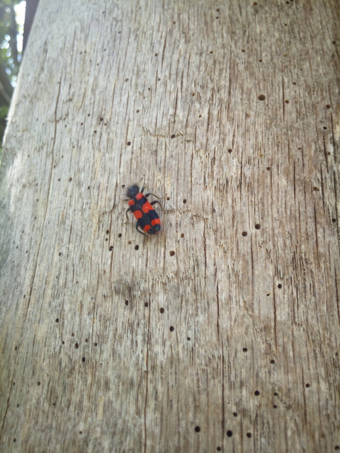 Trichodes favarius - hatfoltos méhészbogár