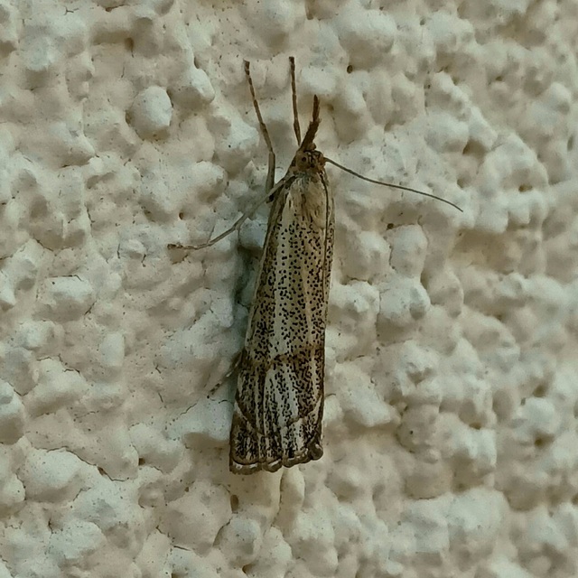 Thisanotia chrysonuchella - tavaszi fűgyökérmoly