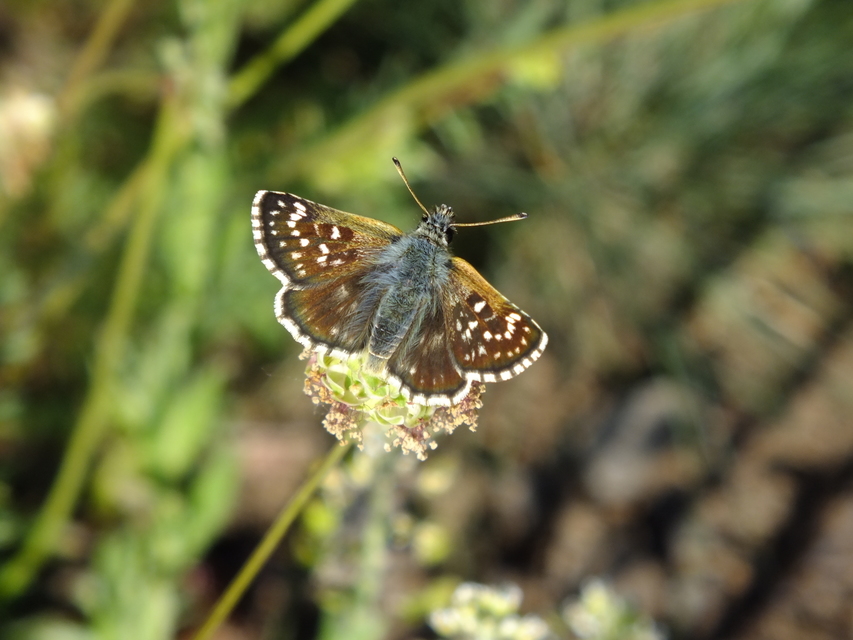 Spialia orbifer - törpe busalepke