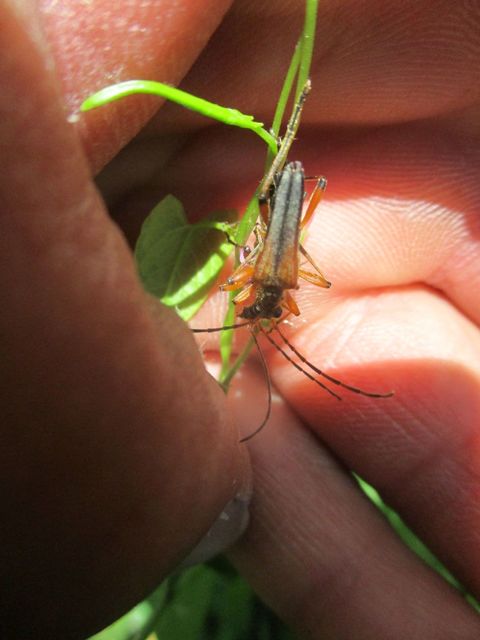 Stenocorus meridianus - fűz-gyökércincér