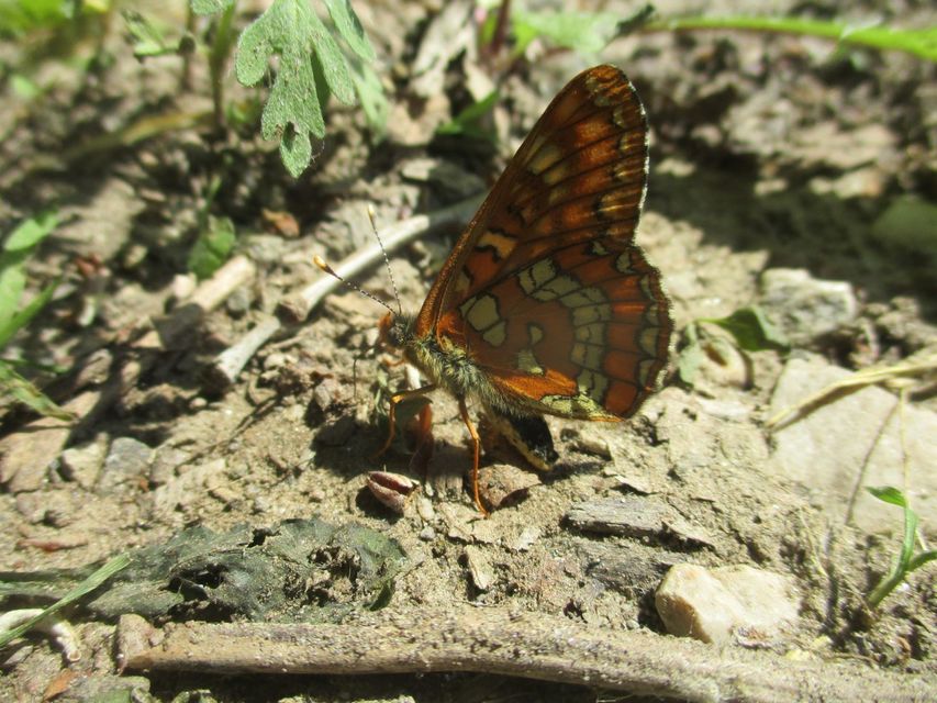 Euphydryas maturna - díszes tarkalepke