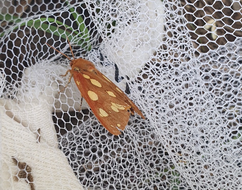 Hyphoraia aulica - barna medvelepke