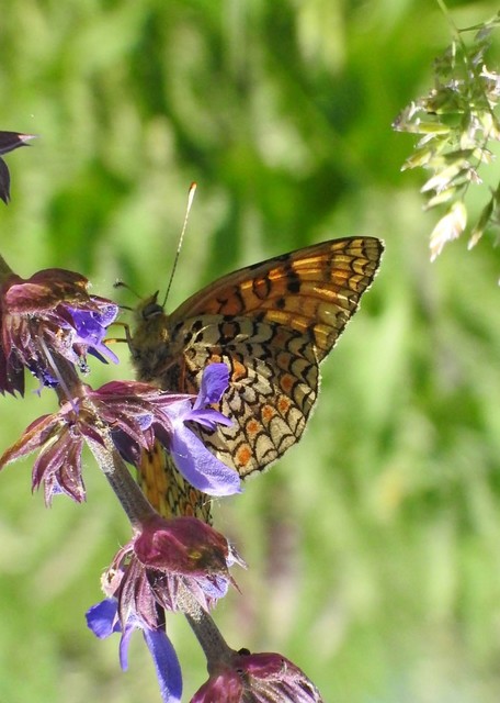 Melitaea phoebe - nagy tarkalepke