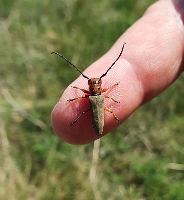 Phytoecia argus - árgusszemű cincér