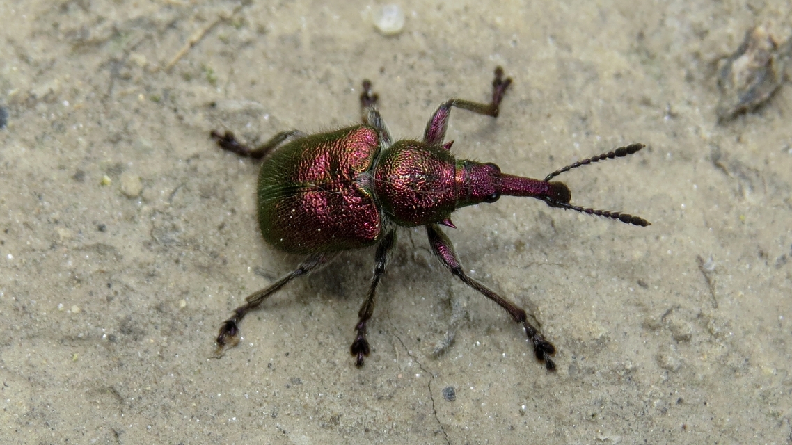 Rhynchites auratus - aranyos eszelény Rhynchites auratus - aranyos eszelény